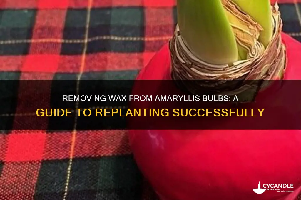 can you remove wax from amaryllis bulb to replant
