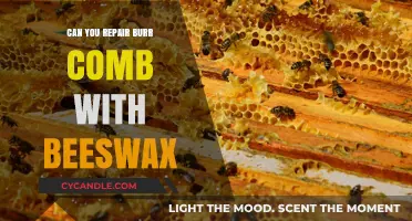 Repairing Burr Comb with Beeswax: A Beekeeper's Guide to Success