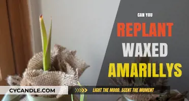 Replanting Waxed Amaryllis: Tips for Successful Growth and Blooming