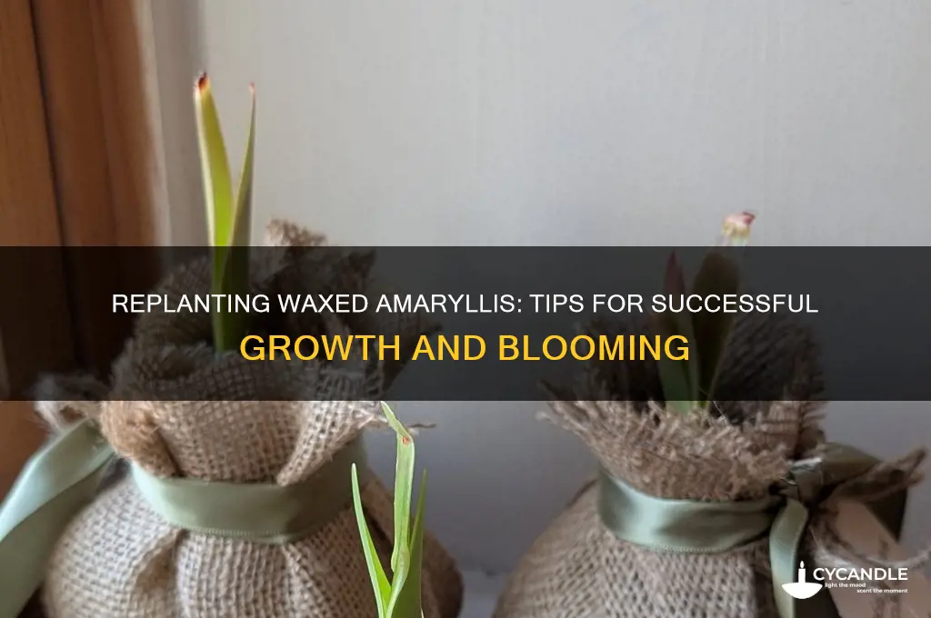 can you replant waxed amarillys