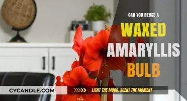 Reusing Waxed Amaryllis Bulbs: Tips for Successful Reblooming Next Season