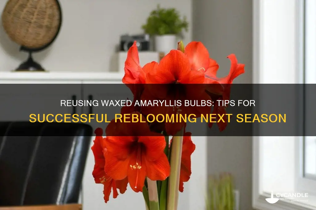 can you reuse a waxed amaryllis bulb