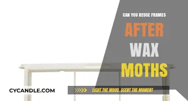 Reusing Beekeeping Frames Post Wax Moth Infestation: Tips and Safety