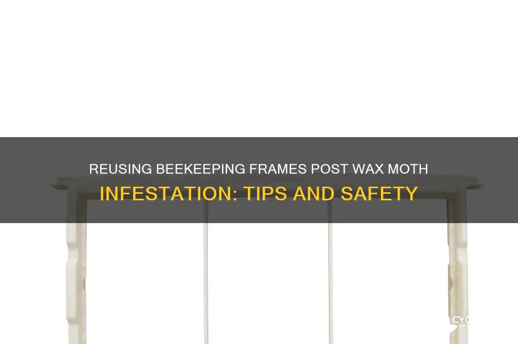 can you reuse frames after wax moths