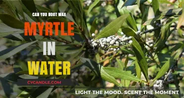 Rooting Wax Myrtle in Water: A Simple Propagation Guide