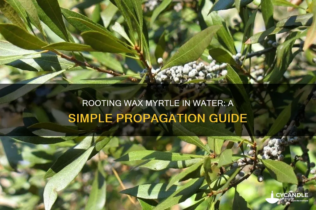 can you root wax myrtle in water