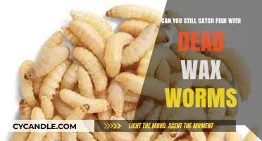 Dead Wax Worms: Do They Still Attract Fish Effectively?