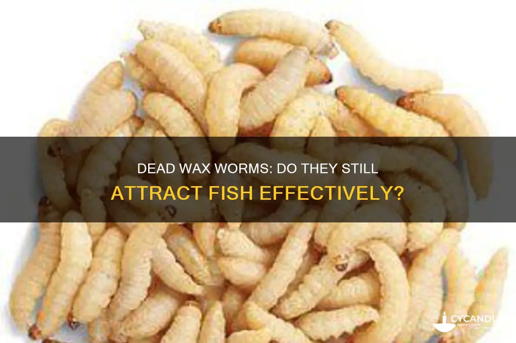 can you still catch fish with dead wax worms
