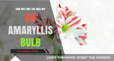 Removing Wax from Amaryllis Bulbs: A Guide to Proper Care and Handling