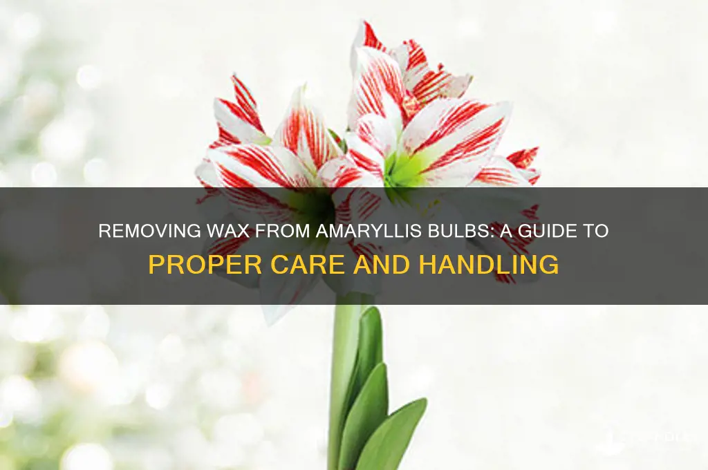 can you take the wax off an amaryllis bulb