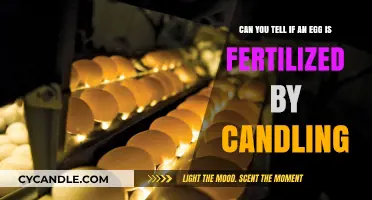 Candling Eggs: How to Identify Fertilized Eggs at Home