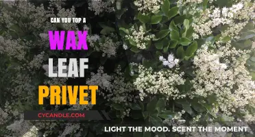 Topping a Wax Leaf Privet: Best Practices for Healthy Growth