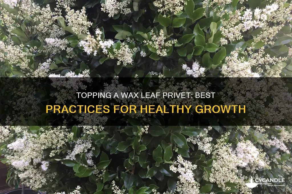 can you top a wax leaf privet