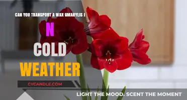 Transporting Wax Amaryllis in Cold Weather: Tips and Best Practices