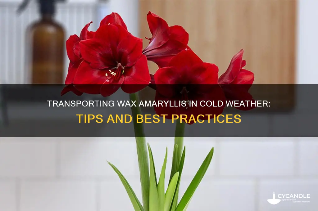 can you transport a wax amarylis i n cold weather
