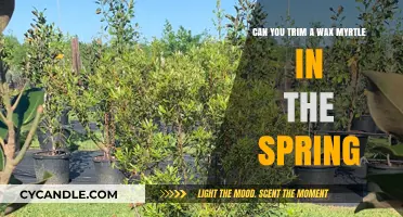Spring Pruning Guide: Trimming Wax Myrtle for Healthy Growth