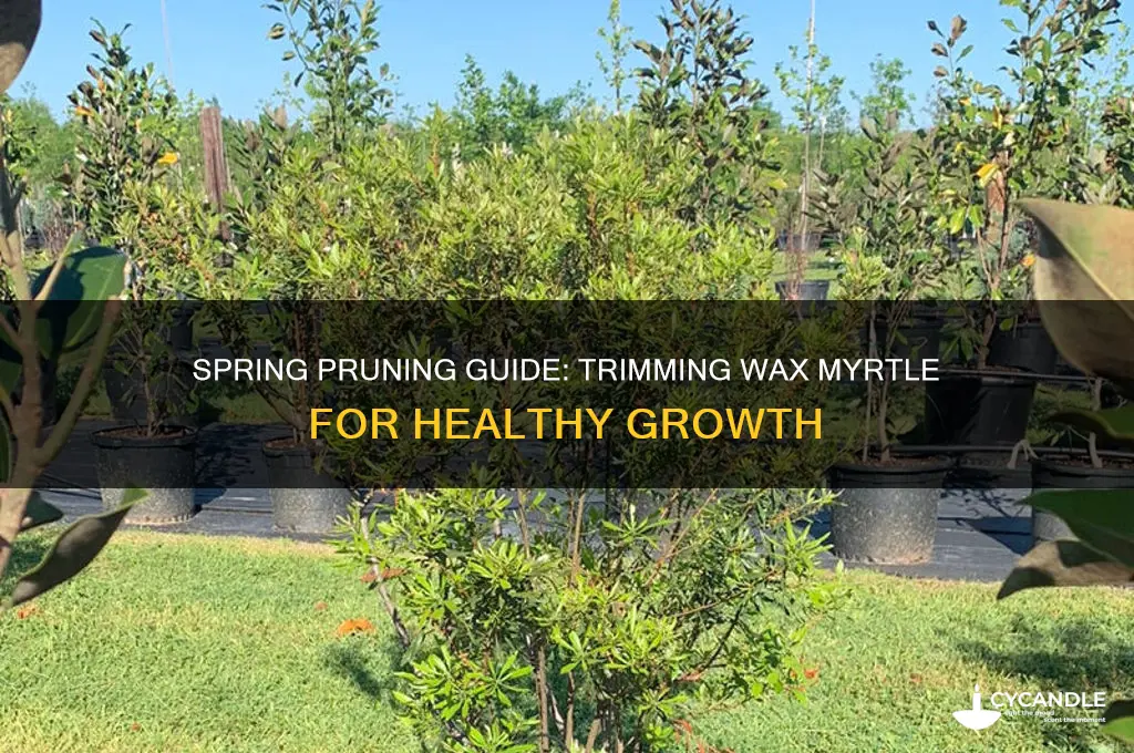 can you trim a wax myrtle in the spring