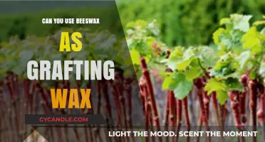 Using Beeswax as Grafting Wax: Benefits, Techniques, and Best Practices