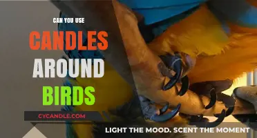 Candles and Birds: Safe Practices for a Bird-Friendly Home