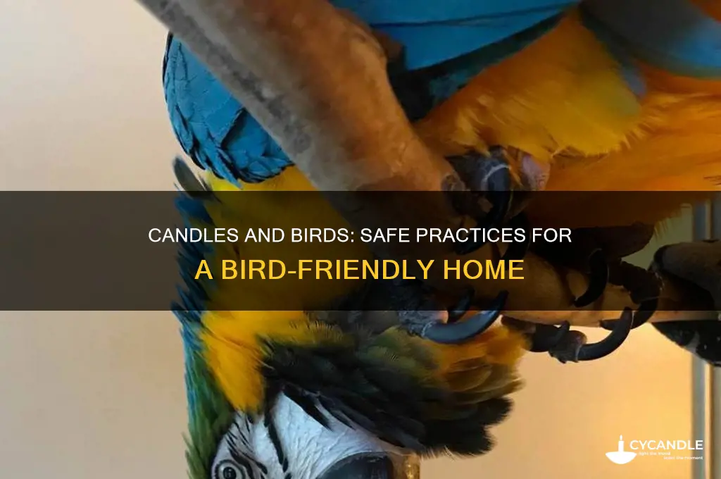 can you use candles around birds