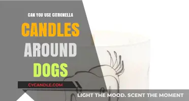 Citronella Candles and Dogs: Safe or Harmful for Your Pet?