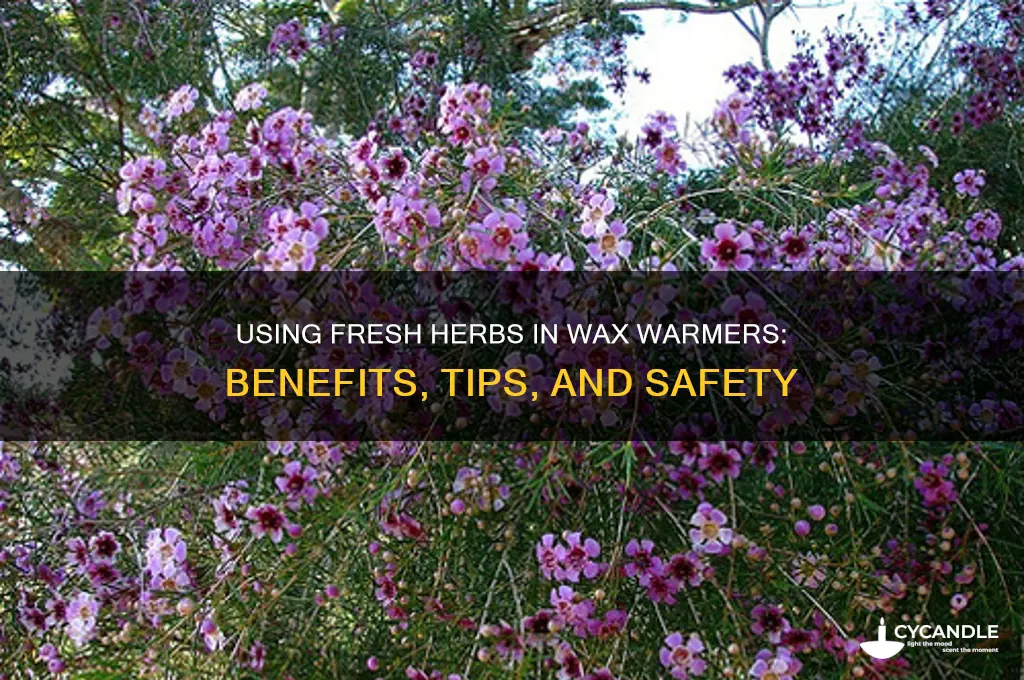 can you use fresh herbs in a wax warmer