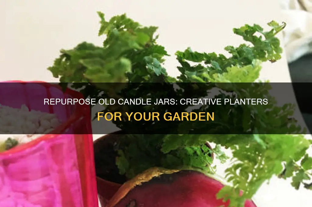 can you use old candle jars for plants