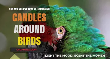 Are Pet Odor Exterminator Candles Safe for Birds?