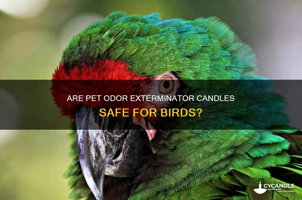 can you use pet odor exterminator candles around birds