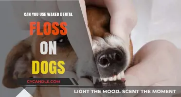 Waxed Dental Floss for Dogs: Safe or Risky Oral Care?