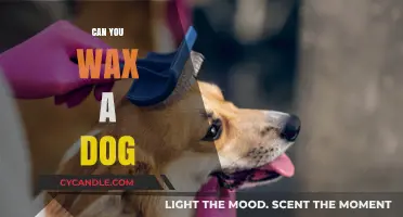 Can You Wax a Dog? Exploring Pet Grooming Myths and Facts
