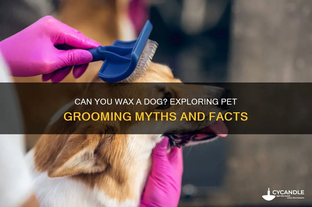can you wax a dog
