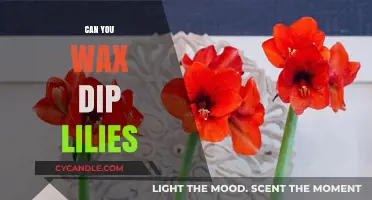 Wax Dipped Lilies: A Creative Guide to Preserving Floral Beauty