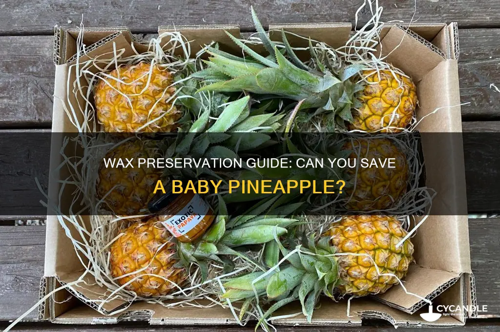 can you wax preserve a baby pineapple