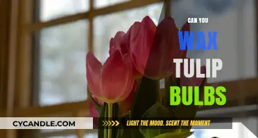 Waxing Tulip Bulbs: A Guide to Proper Care and Storage