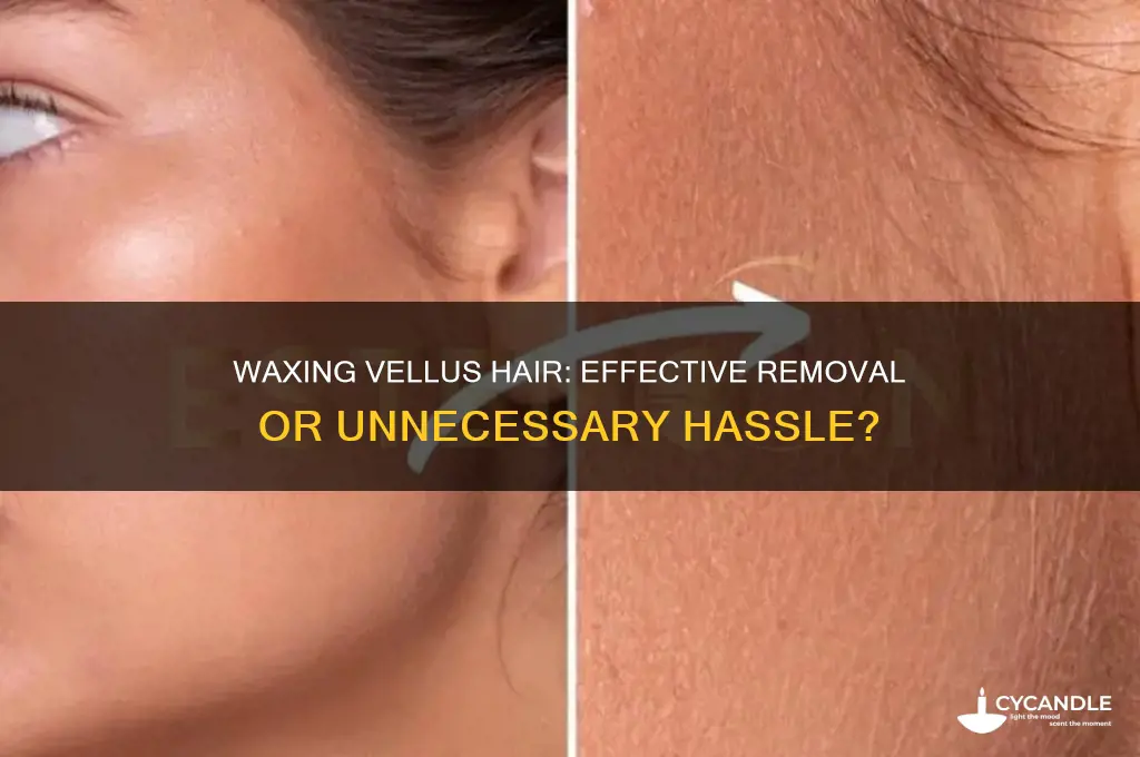 can you wax vellus hair