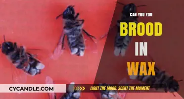 Brooding in Wax: Exploring the Art of Preserving Life in Beeswax