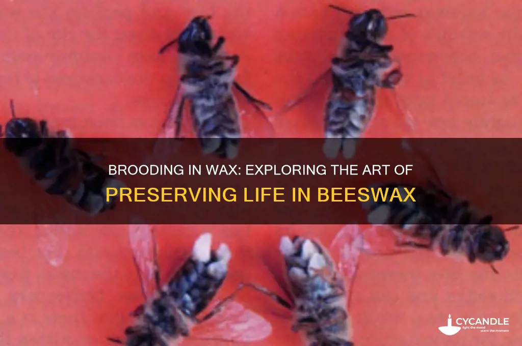 can you you brood in wax