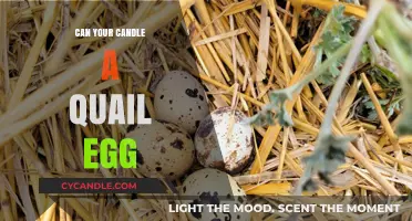 Candle a Quail Egg: Surprising Techniques and Creative Culinary Tips