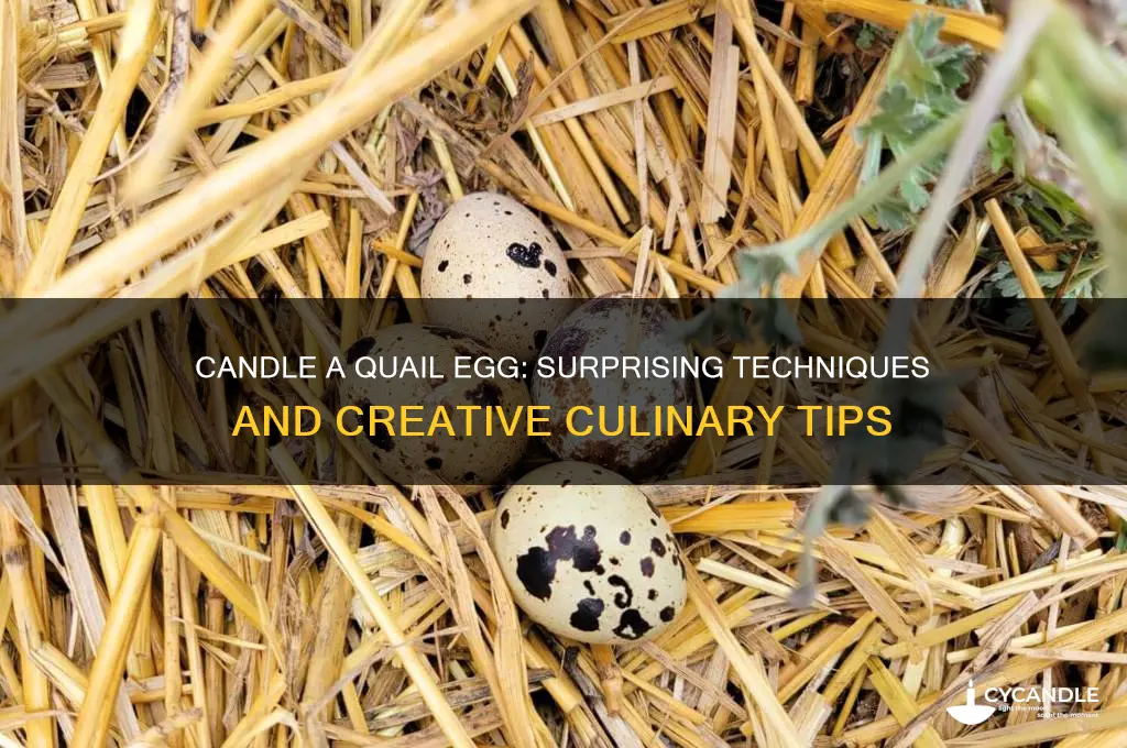 can your candle a quail egg