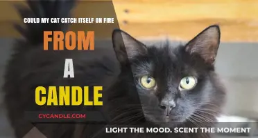 Cat Candle Safety: Can My Cat Catch Fire?