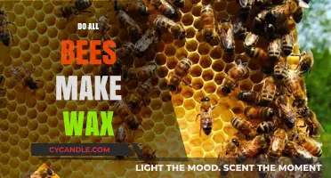 Do All Bees Make Wax? Uncovering the Truth About Bee Species