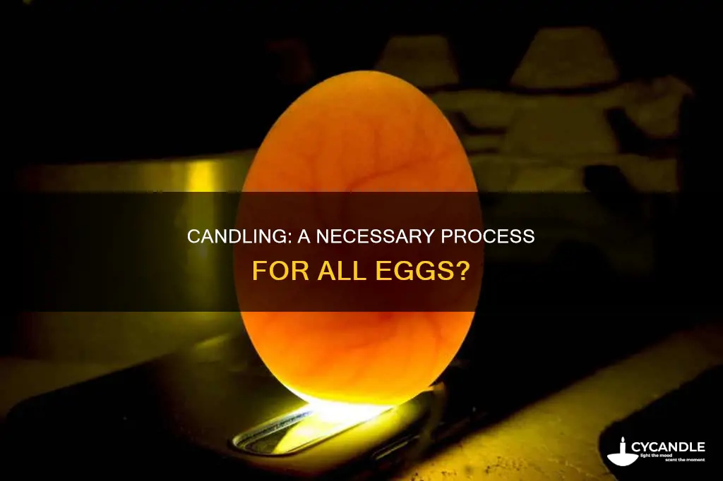 do all eggs go through candling