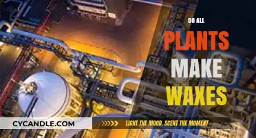 Exploring Plant Waxes: Do All Plants Produce These Unique Compounds?