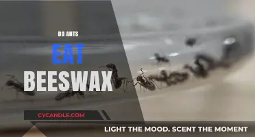 Do Ants Eat Beeswax? Uncovering the Truth Behind This Question