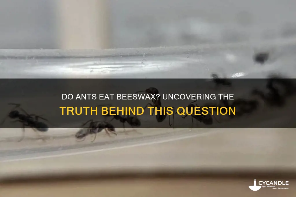 do ants eat beeswax