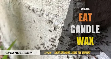 Do Ants Eat Candle Wax? Uncovering the Truth Behind the Myth
