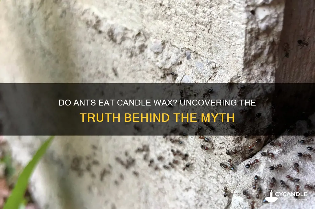 do ants eat candle wax