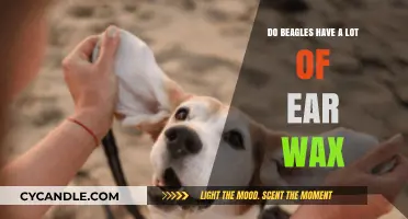 Do Beagles Have a Lot of Ear Wax?