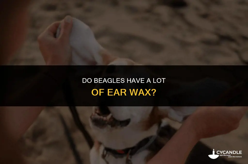 do beagles have a lot of ear wax
